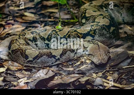 Python im Chester Zoo – Waldpython zeigt effektive Tarnung Stockfoto