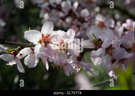 Rosa, pastellfarbene Mandelblüten in voller Blüte auf dem Höhepunkt des Frühlings in Israel. Stockfoto