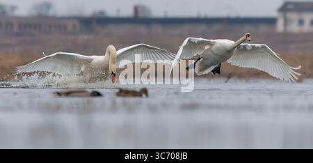 Paare ausgewachsener Männchen Stummschwäne (cygnus olor) im Kampf um das Brutgebiet in der Frühlingssaison Stockfoto