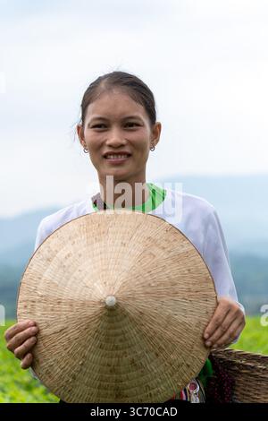 Eine ethnische Muong-Frau erntet grünen Tee auf dem Long Coc Teehügel in der Provinz Phu Tho, Vietnam. Reise- und Landwirtschaftskonzept Stockfoto