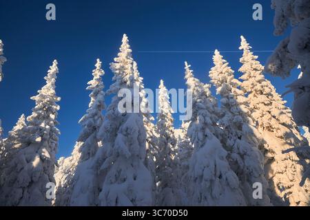Hohe, schneebedeckte Kiefern stehen majestätisch unter einem klaren blauen Himmel. Sonnenlicht beleuchtet die weißen Zweige und schafft eine ruhige Atmosphäre Stockfoto