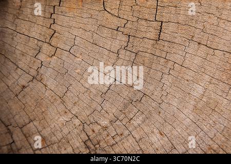Die Textur des eisernen Baumes. Hintergrund auf einem Holzschnitt. Stockfoto