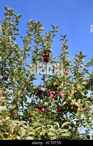 Ein lebendiger Baumbaldachin voller roter Äpfel Stockfoto