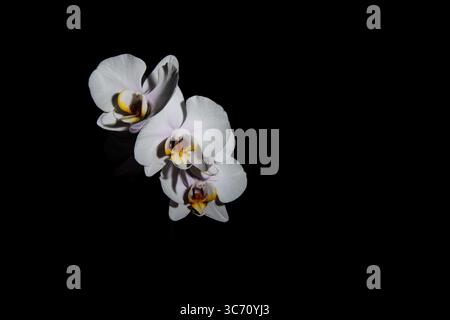Nahaufnahme der eleganten weißen Phalaenopsis-Orchideen mit gelben und violetten Mitten auf schwarzem Hintergrund, mit feiner Textur und dramatischer Beleuchtung. Stockfoto