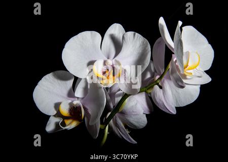 Nahaufnahme der eleganten weißen Phalaenopsis-Orchideen mit gelben und violetten Mitten auf schwarzem Hintergrund, mit feiner Textur und dramatischer Beleuchtung. Stockfoto