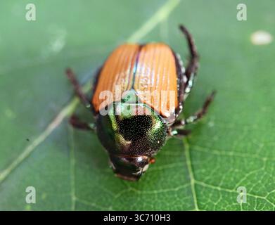 Karlsruhe, Deutschland. August 2025. Ein präparierter japanischer Käfer (Popillia japonica) ist im Agricultural Technology Center Augustenberg (LTZ) zu sehen. Quelle: Uli Deck/dpa/Alamy Live News Stockfoto