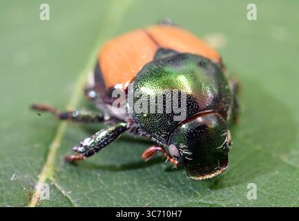 Karlsruhe, Deutschland. August 2025. Ein präparierter japanischer Käfer (Popillia japonica) ist im Agricultural Technology Center Augustenberg (LTZ) zu sehen. Quelle: Uli Deck/dpa/Alamy Live News Stockfoto