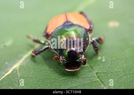 Karlsruhe, Deutschland. August 2025. Ein präparierter japanischer Käfer (Popillia japonica) ist im Agricultural Technology Center Augustenberg (LTZ) zu sehen. Quelle: Uli Deck/dpa/Alamy Live News Stockfoto
