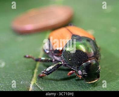 Karlsruhe, Deutschland. August 2025. Ein präparierter japanischer Käfer (Popillia japonica) ist im Augustenberg Agricultural Technology Center (LTZ) zu sehen. Im Hintergrund ist eine 1-Cent-Münze zu sehen. Quelle: Uli Deck/dpa/Alamy Live News Stockfoto