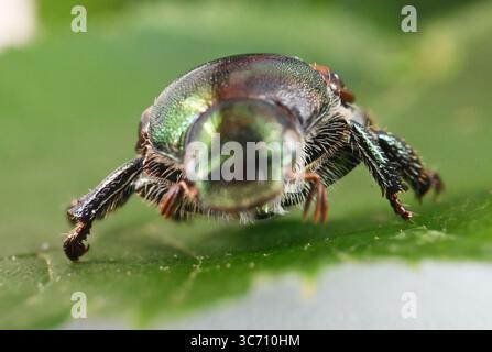 Karlsruhe, Deutschland. August 2025. Ein präparierter japanischer Käfer (Popillia japonica) ist im Agricultural Technology Center Augustenberg (LTZ) zu sehen. Quelle: Uli Deck/dpa/Alamy Live News Stockfoto