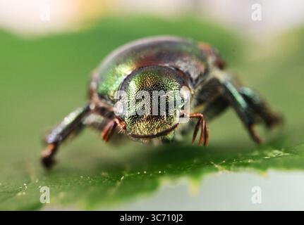 Karlsruhe, Deutschland. August 2025. Ein präparierter japanischer Käfer (Popillia japonica) ist im Agricultural Technology Center Augustenberg (LTZ) zu sehen. Quelle: Uli Deck/dpa/Alamy Live News Stockfoto