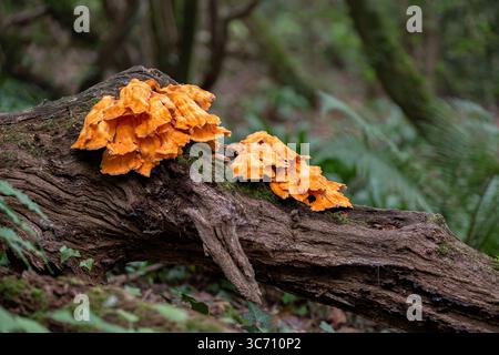 UK. Huhn im Wald, Laetiporus sulphureus. Ein schwefelgelber Klappenpilz, der auf einer umgefallenen Eiche im englischen Wald wächst Stockfoto