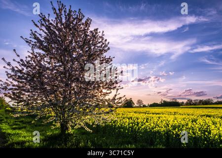 Blühender Apfelbaum auf dem Rapsfeld im schönen Abendlicht, Kopierraum Stockfoto