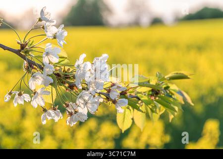 Apfelblüten im Rapsfeld im Frühling Stockfoto