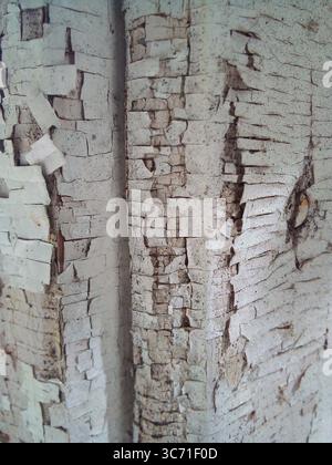 Alte Farbe mit Rissen an der Wand. Hintergrund für die Konstruktion Stockfoto