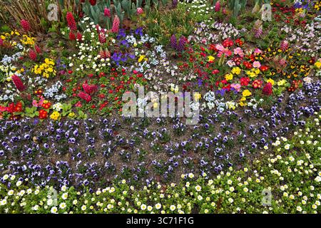 Kommunales Grün - gemischte Arten Blumenstück im öffentlichen Park in Jeonju City, Südkorea. Gänseblümchen, Lupinen, Stiefmütterchen und Primeln. Stockfoto