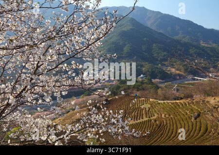 Teefelder und Kirschblüten in Hwagae, Hadong-Gun in Südkorea. Stockfoto