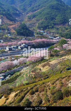 Teefelder und Kirschblüten im Frühling in Hwagae, Hadong-Gun in Südkorea. Stockfoto