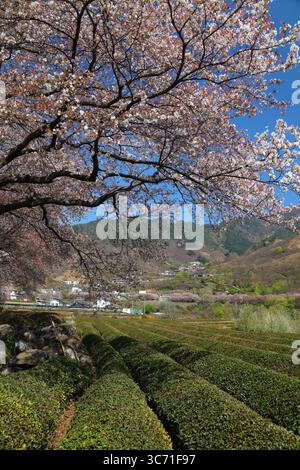 Teefelder und Kirschblüten im Frühling in Hwagae, Hadong-Gun in Südkorea. Stockfoto