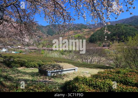 Grabstätte der Vorfahren zwischen Teefeldern und Kirschblüten in Hwagae, Hadong-Gun in Südkorea. Stockfoto