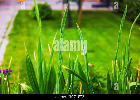 Nahaufnahme der grünen Gladiolen-Blütenknospen, die im Garten hoch wachsen, vor verschwommenem Rasen und gepflasterten Wegen Hintergrund. Schweden. Stockfoto