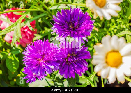 Nahaufnahme der blühenden violetten Astern mit Gänseblümchen und rosa Blumen im Sommergarten. Schweden. Stockfoto