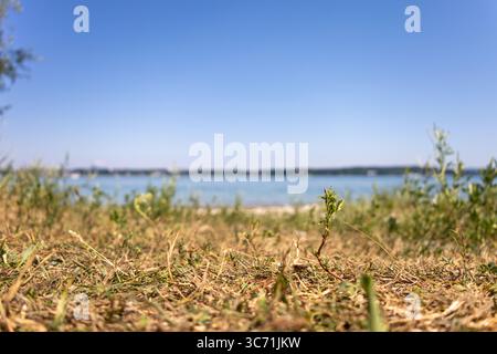 Nahaufnahme einer kleinen grünen Pflanze, die aus trockenem, sonnendurchflutetem Boden am Ufer des Bodensees in Kreuzlingen, Schweiz, auftaucht. Verschwommener See und Himmel in t Stockfoto