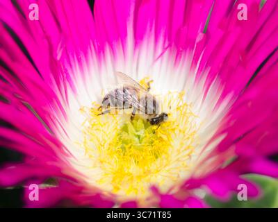 Eine Honigbiene (APIs mellifera) sammelt Nektar aus einer lebendigen Mesembryanthemenblume im Botanischen Garten Kirstenbosch in Kapstadt. Stockfoto