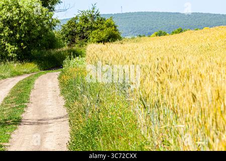 Path in a field of ripening rye against a cloudy sky on a summer day. There is a lone tree on the horizon. Rural landscape. Stockfoto