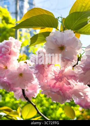 Wunderschöne Kirschblüten in voller Blüte im Frühling in einem lebendigen Garten, der die Farben der Natur zeigt Stockfoto