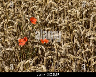Rote Mohnblumen in einer Weizenernte - North Yorkshire im Nordosten Englands Stockfoto
