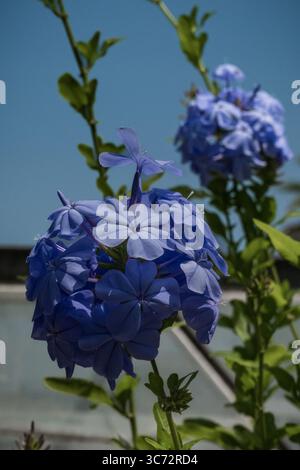Blaue Jasminblüten in einem botanischen Garten Stockfoto