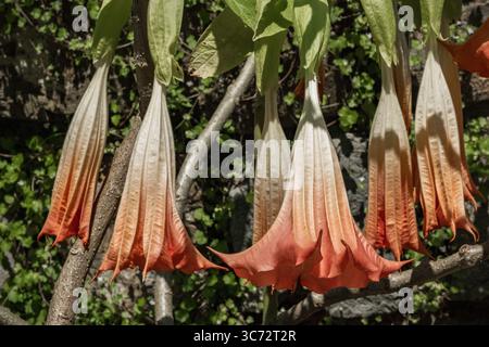 Engels Trompete blüht in einem botanischen Garten Stockfoto