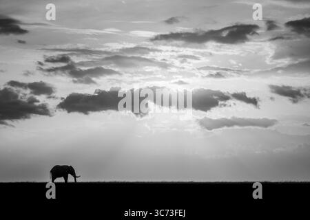 Mono-afrikanischer Buschelefant am Horizont des Sonnenuntergangs Stockfoto