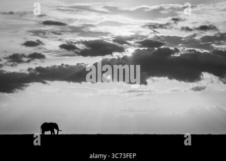 Mono-afrikanischer Buschelefant steht am Horizont Stockfoto