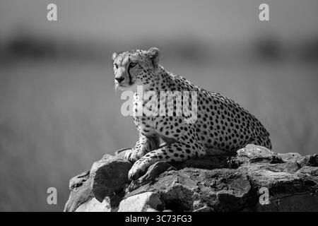 Mono Gepard liegt beim Scannen von Ebenen auf dem Marker Stockfoto