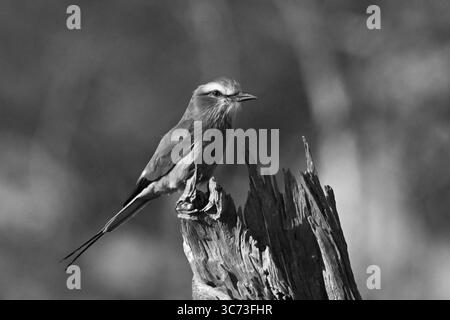 Einfarbig-lila-brauner Roller auf Stumpf mit Schlaglicht Stockfoto