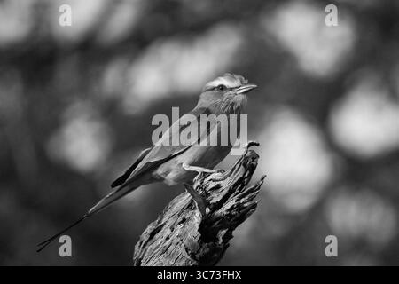Einfarbige Rollerin auf Baumstümpfe bei Sonnenschein Stockfoto