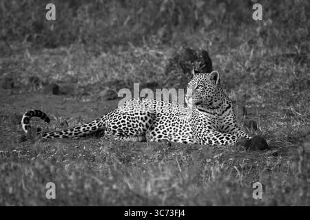 Mono Leopard liegt in der Reinigung der Scan-Savanne Stockfoto