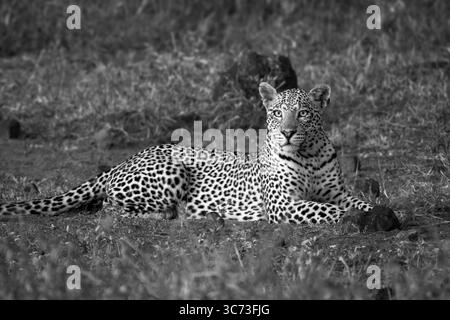 Mono-Leopard liegt in der Reinigung des Drehkopfes Stockfoto