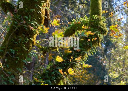 Pacific Northwest Rainforest Ferns, die auf Zweigen wachsen. Farne wachsen auf Ästen in einem üppigen, gemäßigten Regenwald im pazifischen Nordwesten. Stockfoto