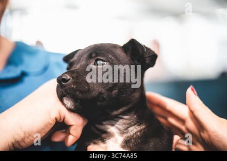 Nahaufnahme eines kleinen schwarzen Hündchens, der sanft von menschlichen Händen gehalten wird, wachsam und neugierig aussieht. Stockfoto
