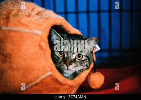 Tabby-Katze, die aus einer orangen Decke blickt, mit neugierigen Augen, Inneneinrichtung Stockfoto
