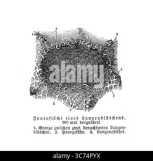 Atmungssystemanatomie: Innere einer Lungenalveole 300-fach vergrößert, Stich aus dem 19. Jahrhundert mit deutschen Beschreibungen Stockfoto