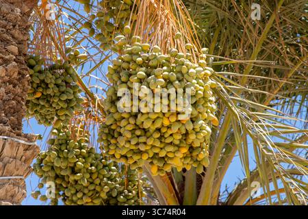 Datteln Sie Palmenfrüchte auf dem Zweig Stockfoto