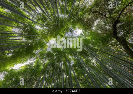 Strenger Blick nach oben im Arashiyama Bamboo Grove in Kyoto, Japan, zeigt ein dichtes Muster grüner Kronen, die eine Walddecke bilden, unterbrochen von einer einzigen tr Stockfoto