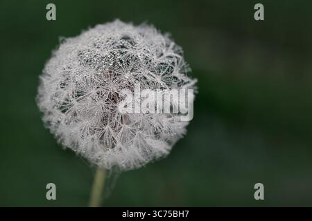 Nahaufnahme eines Löwenzahn-Samenkopfes, bedeckt mit Tautropfen vor einem verschwommenen grünen Hintergrund Stockfoto