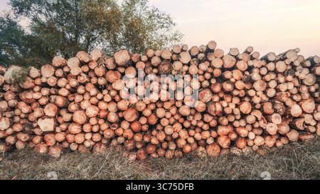 Großer Stapel frisch geschnittener Holzstämme, die in einer ländlichen Umgebung im Freien ordentlich gestapelt sind, mit sichtbaren Baumringen und Rindenstruktur, symbolisiert Forstwirtschaft, Loggi Stockfoto