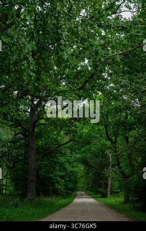 Von Bäumen gesäumter Pfad, der sich durch dichte grüne Baumkronen schlängelt und einen natürlichen Tunneleffekt im Sommerwald erzeugt Stockfoto