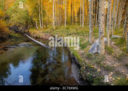 Ruhige Schönheit entlang des Lee Vining Creek während der Herbstfarben in der östlichen sierra. Stockfoto